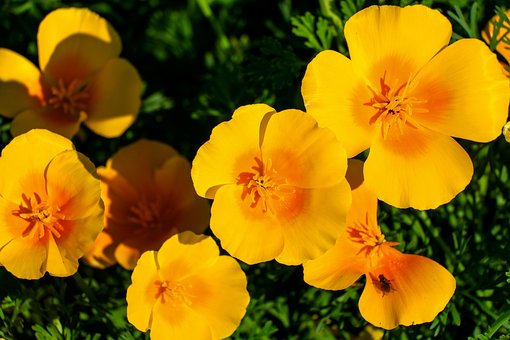 Free California Poppy Nature photo and picture