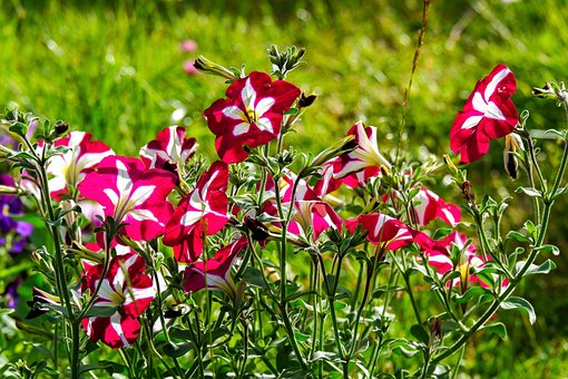 Free Petunia Flower photo and picture