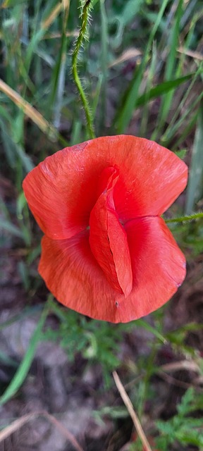 Valmue, Rød, Blomst, Eng, Natur