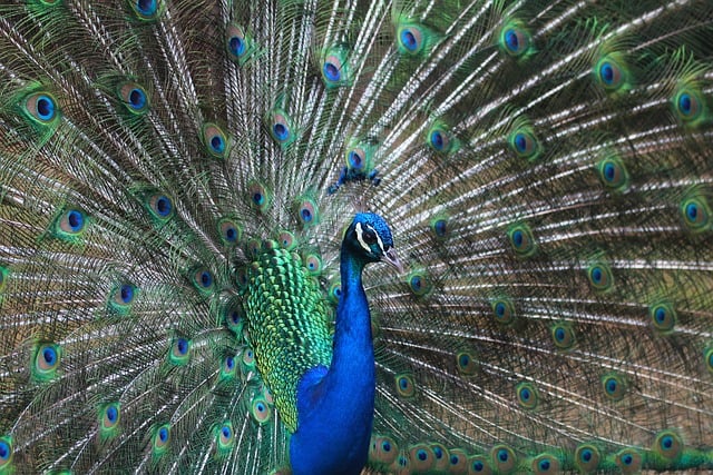 Free Peacock Nature photo and picture