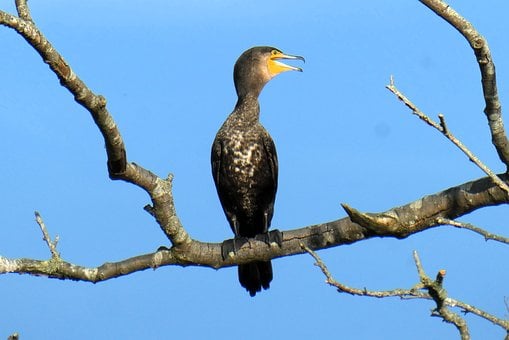 Corvo-Marinho, Pássaro Aquático