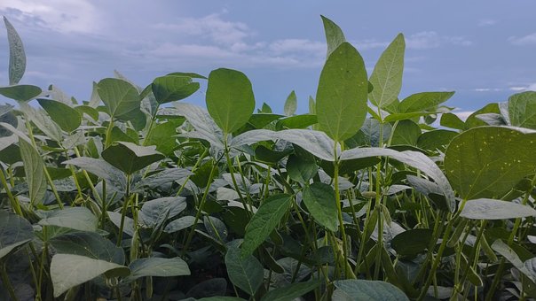 Free Soybean Pod photo and picture