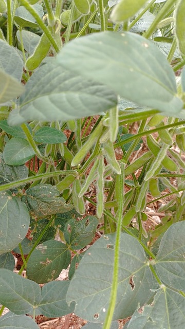 Free Soybean Plant photo and picture