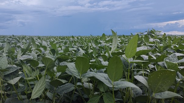 Free Soybean Agriculture photo and picture