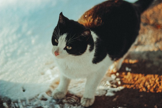 Free Cat Cat Fur photo and picture