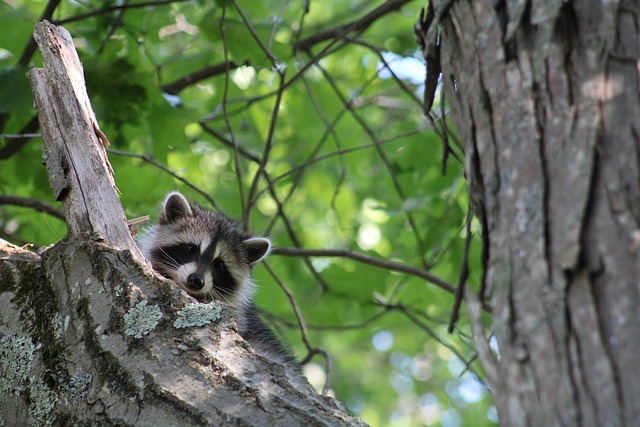 Free Raccoon Nature photo and picture