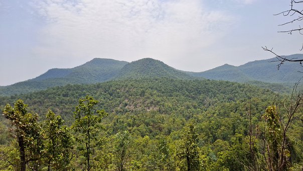 Free Nature Forest photo and picture
