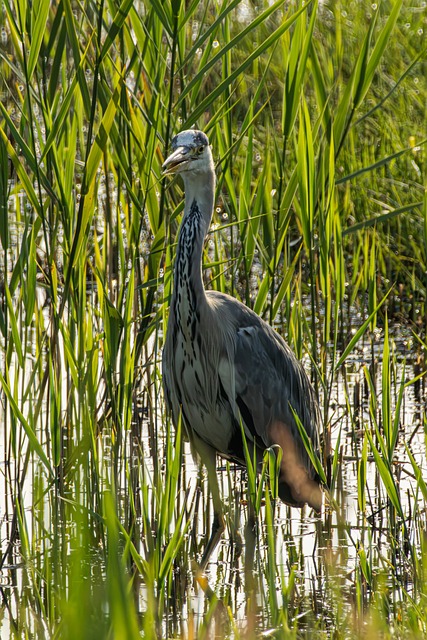 Free Grey Heron Nature photo and picture