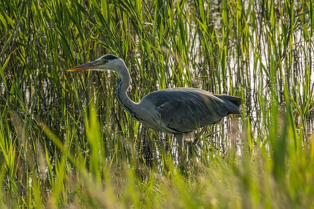 Free Grey Heron Nature photo and picture