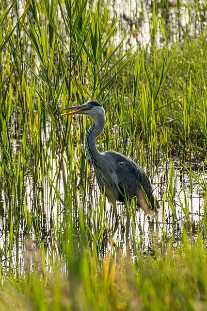 Free Grey Heron Bird photo and picture