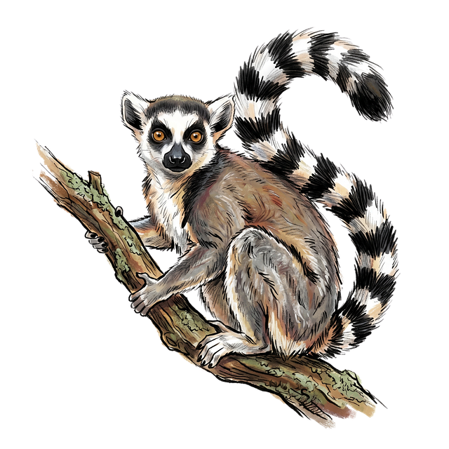 Free lemur black-and-white art illustration
