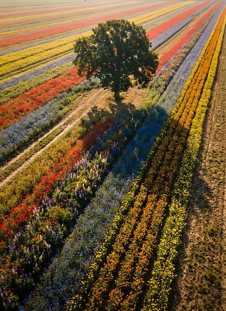 Free Nature Drone photo and picture
