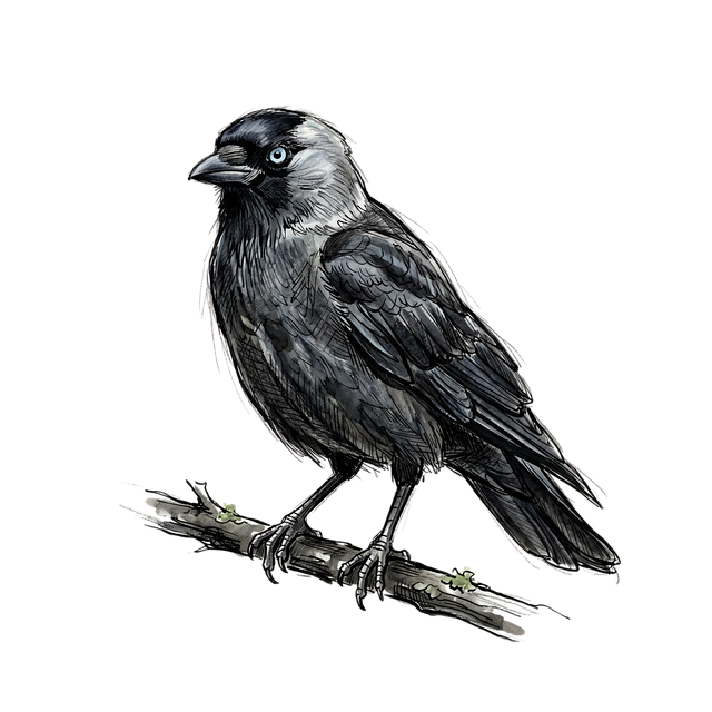 Free jackdaw branch ink illustration