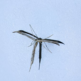 Free Nature Insect photo and picture