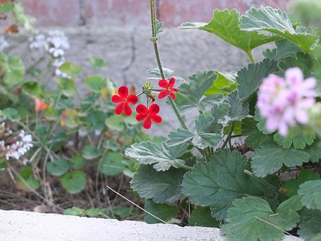 Rote Blume, Gartenpflanze, Blätter