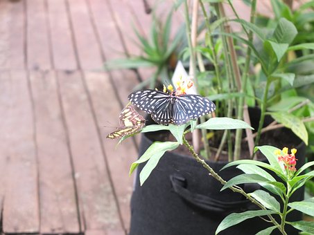 Schmetterling, Flügel, Punkt, Blüten