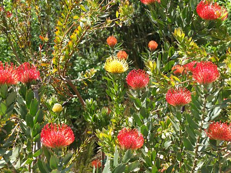 Protea, Rote Blume, Gelbe Blume, Pflanze