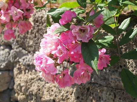 Rose, Blume, Rosa, Natur, Wand, Draußen