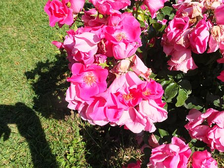 Rosen, Rosa, Blumen, Garten, Sommer