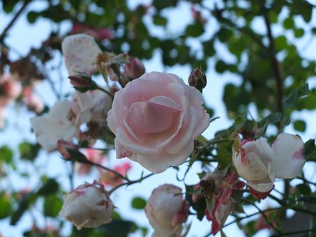 Rose, Blume, Blüte, Rosa