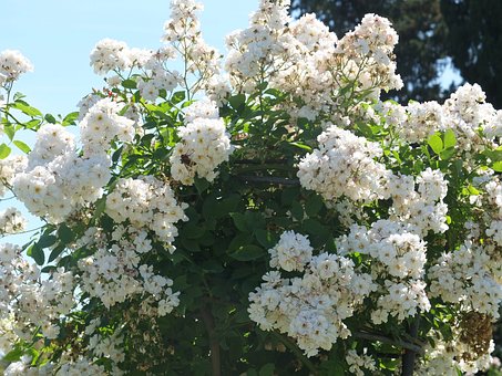 Weiße Blüten, Grün, Naturszene, Frühling