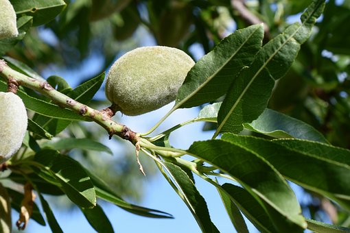 Mandel, Frucht, Baum, Blatt, Grün, Zweig