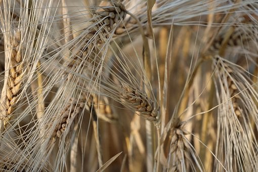 Weizen, Getreide, Feld, Landwirtschaft
