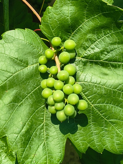 Free Grape Green photo and picture