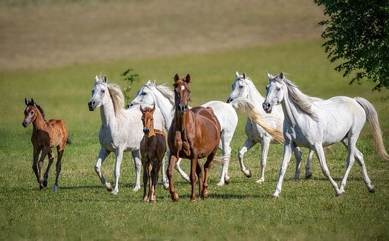 Free Arabian Horse Foal photo and picture