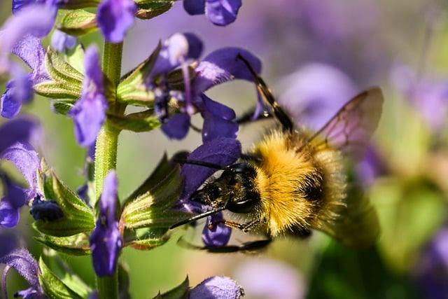 Free Bee Flower Background photo and picture