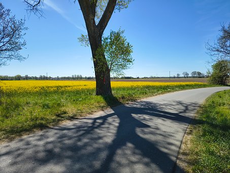 Free Tree Country Road photo and picture