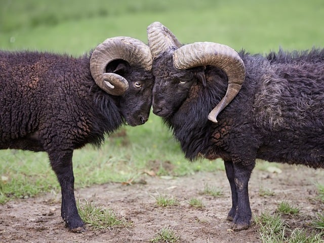 Free Ouessant Ram photo and picture