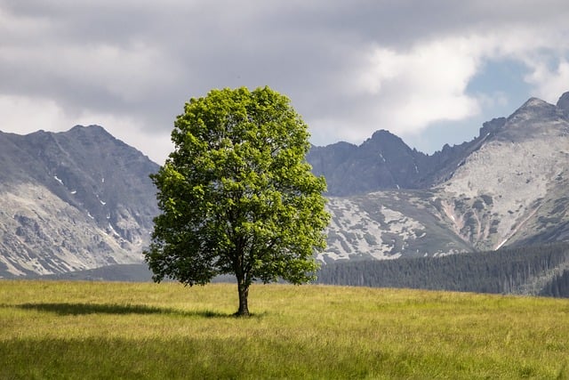 Baum, Tatry, Berg, Wiese, Panorama