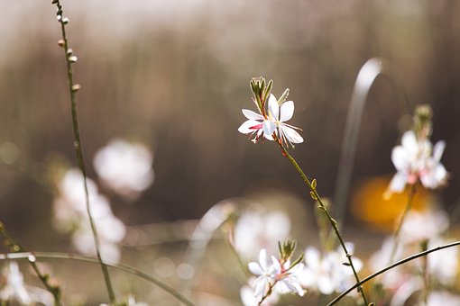 Free Flowers Garden photo and picture