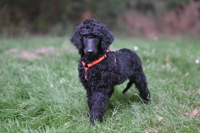 Cachorro, Pelaje Negro, Al Aire Libre