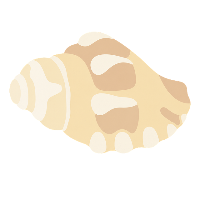 Free shell seashell spiral illustration