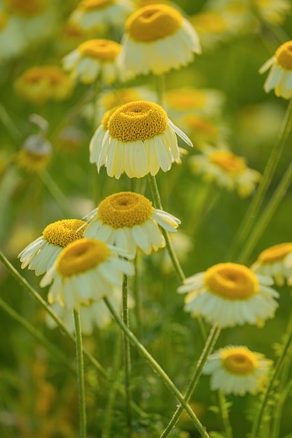 Free Chamomile Flowers photo and picture