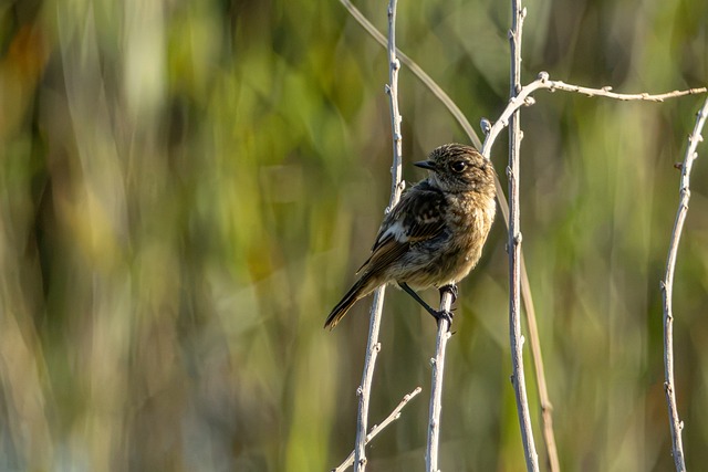 Free Bird Stonechat photo and picture