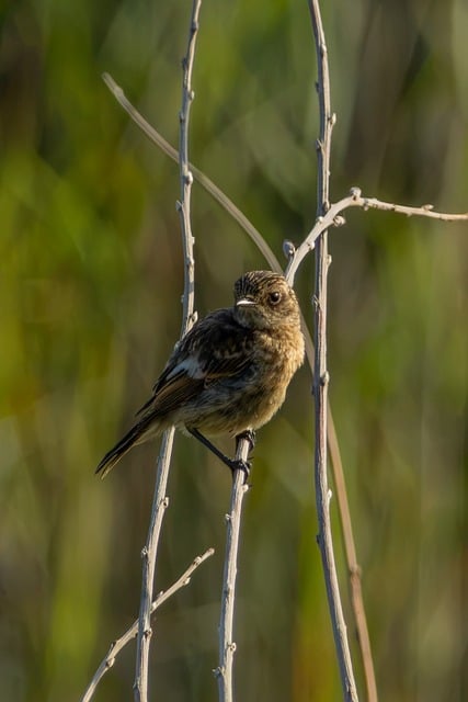 Free Stonechat Bird photo and picture
