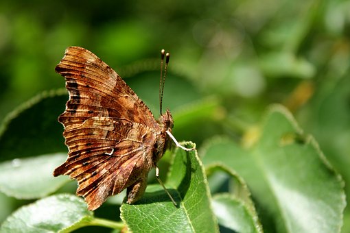 Free Butterfly Polygonia C-Album photo and picture