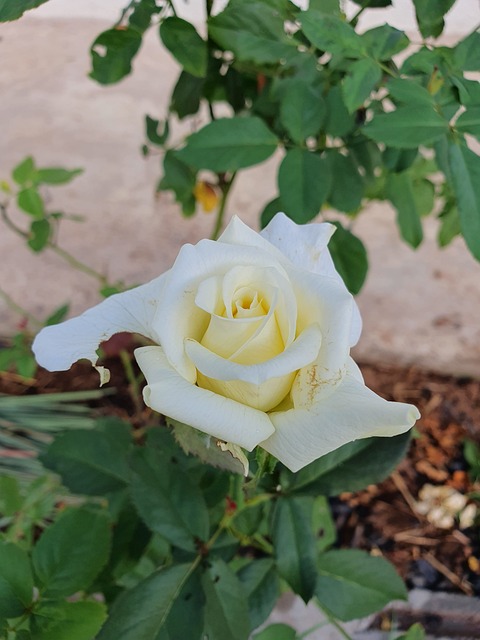 Free Yellow Rose Flower photo and picture
