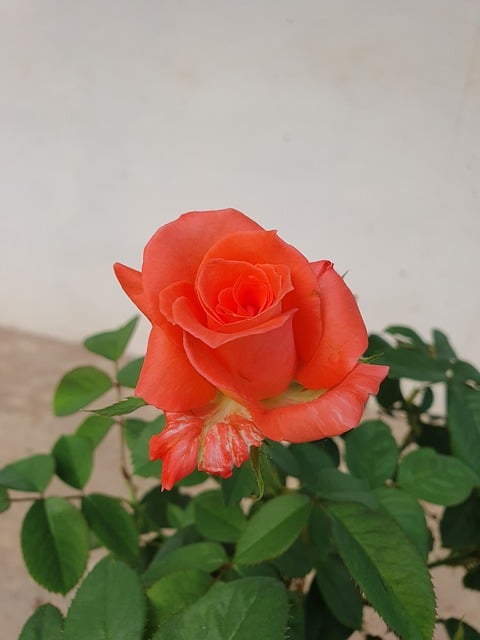 Free Rose Orange Rose photo and picture