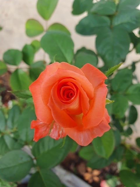 Free Orange Rose Flower photo and picture