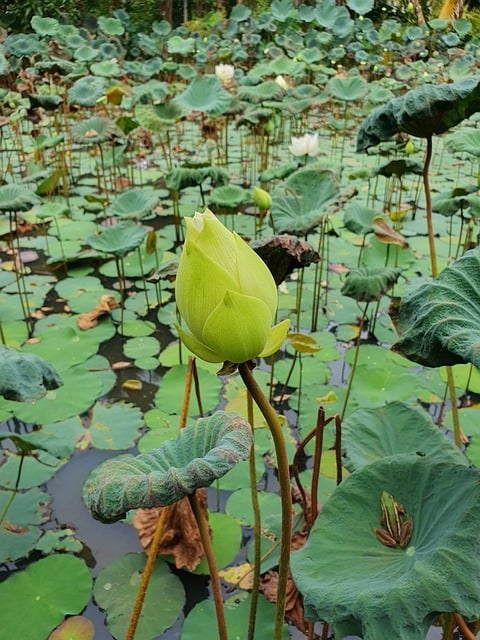 Free Lotus Bud photo and picture