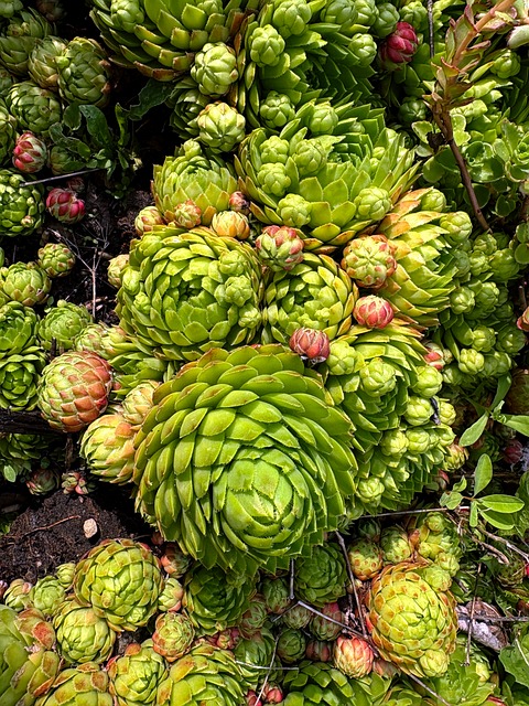 Plantă, Suculente, Natură, Rozetă