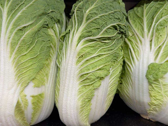 Free Napa Cabbage Green Leaves photo and picture