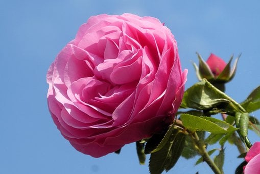 Rosa, Flor, Pétalas, Céu Azul