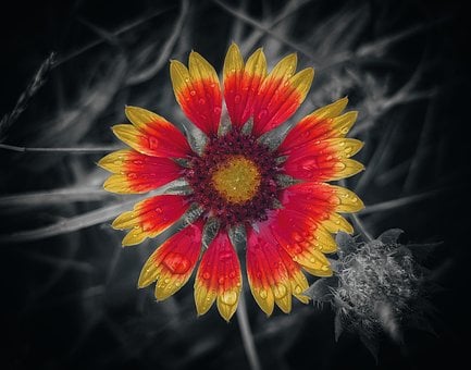 Bloem, Rood, Geel, Waterdruppels