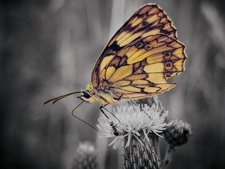 Vlinder, Macro, Vleugels, Natuur