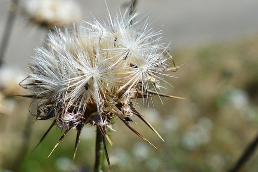 Distel, Trockene Pflanze, Natur